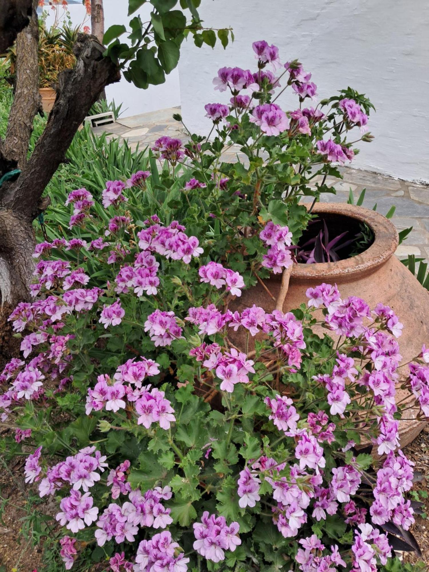 Camelia studios Città di Skiathos Esterno foto